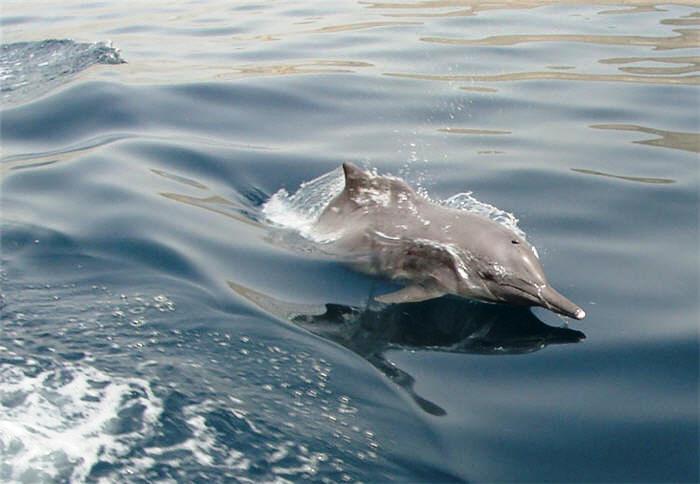 Musandam Oman dolphin watching