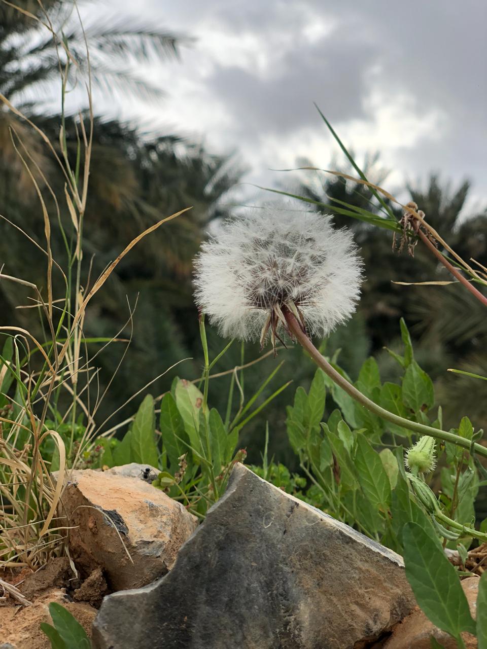 misfat al Abriyeen flower