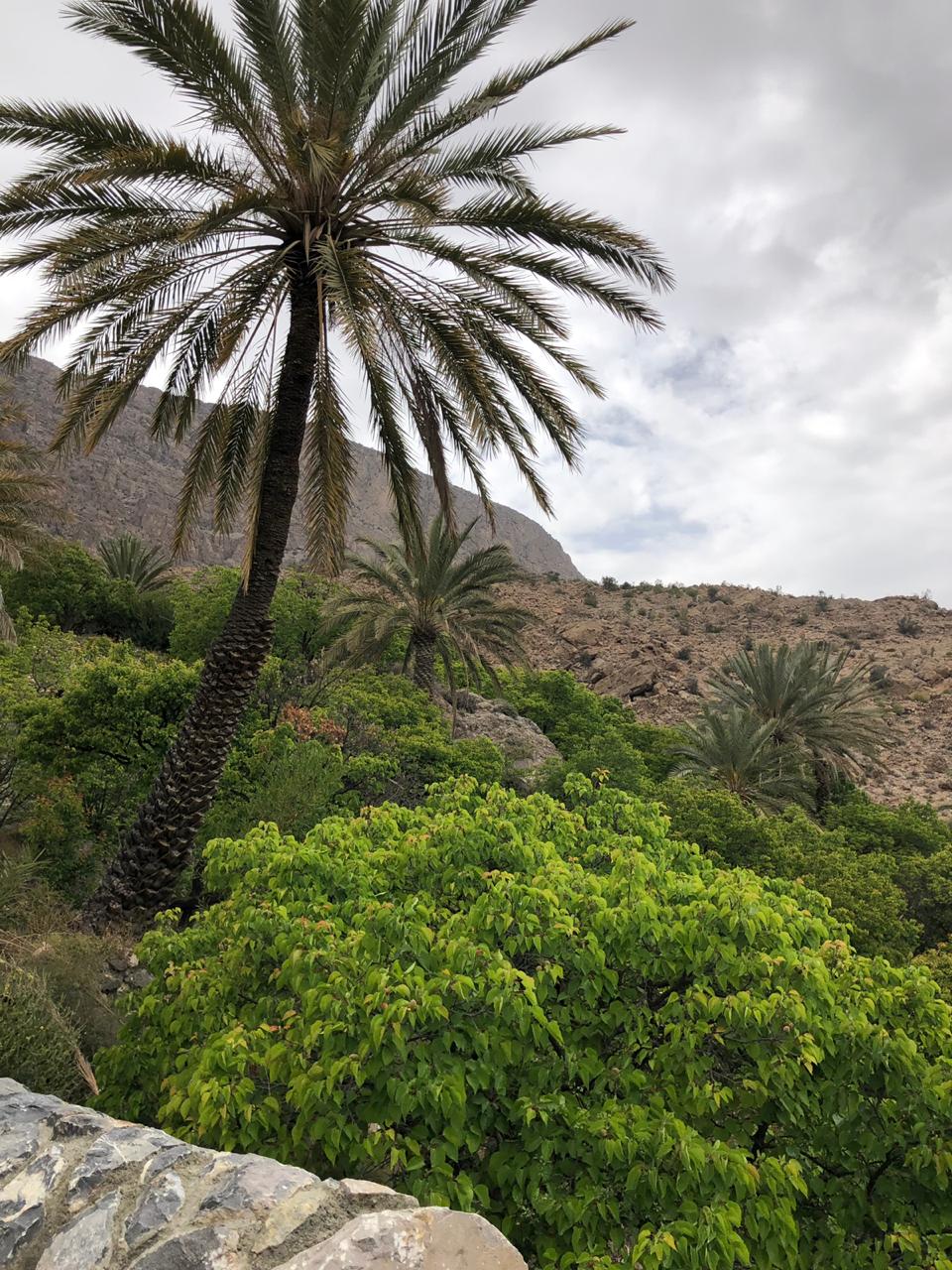 Wakan Village palm trees