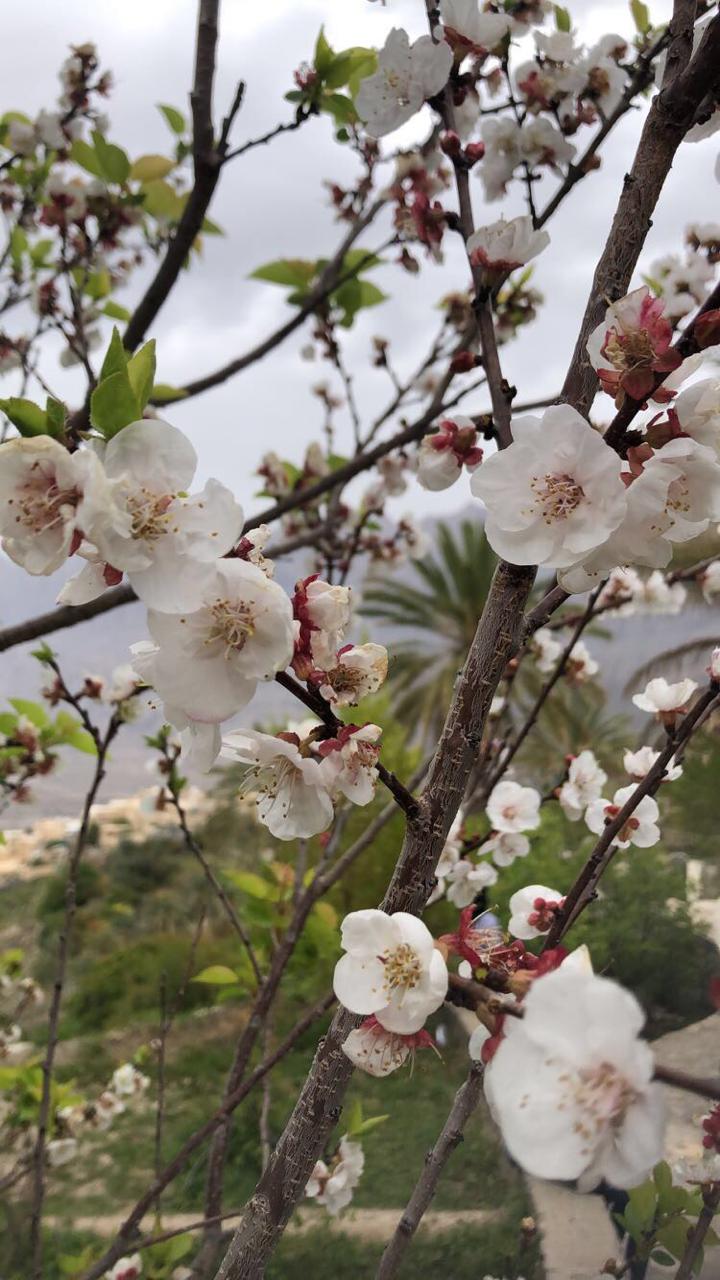 Wakan Village white flower